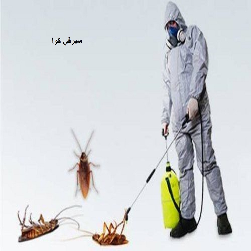 مكافحة حشرات بالمدينة المنورة